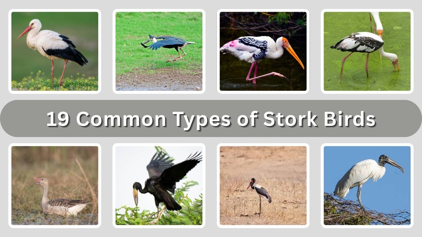 19 Common Types of Stork Birds: Species Identification with Pictures