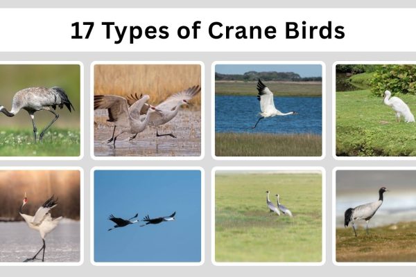17 Types of Crane Birds: Species Identification with Pictures