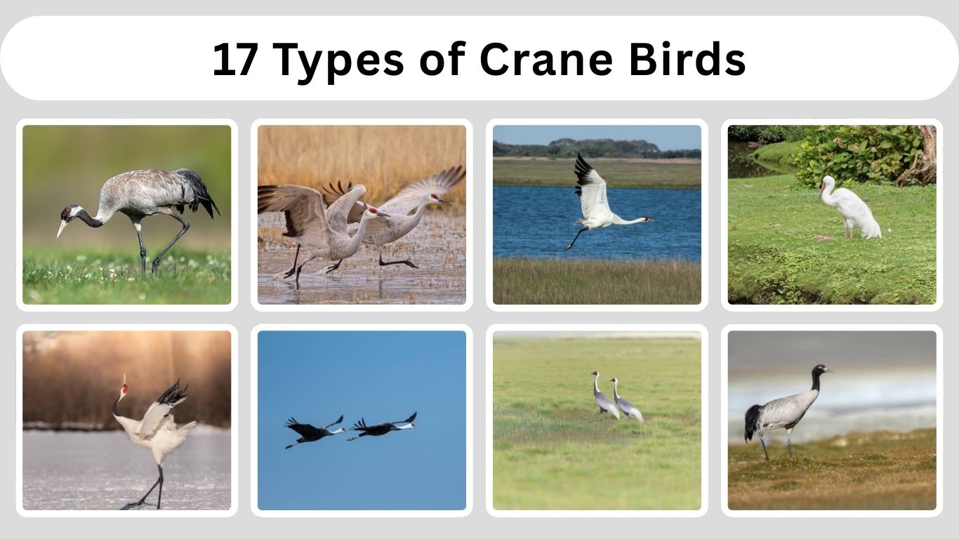 17 Types of Crane Birds: Species Identification with Pictures