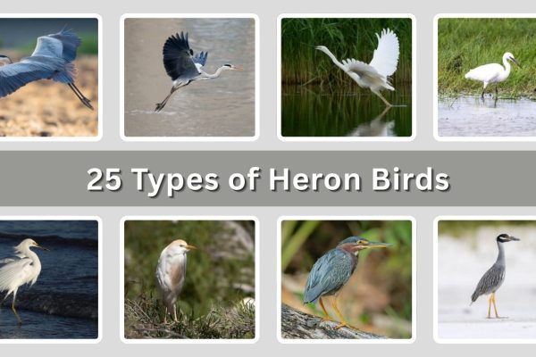 25 Types of Heron Birds : Different Species Identification with Pictures