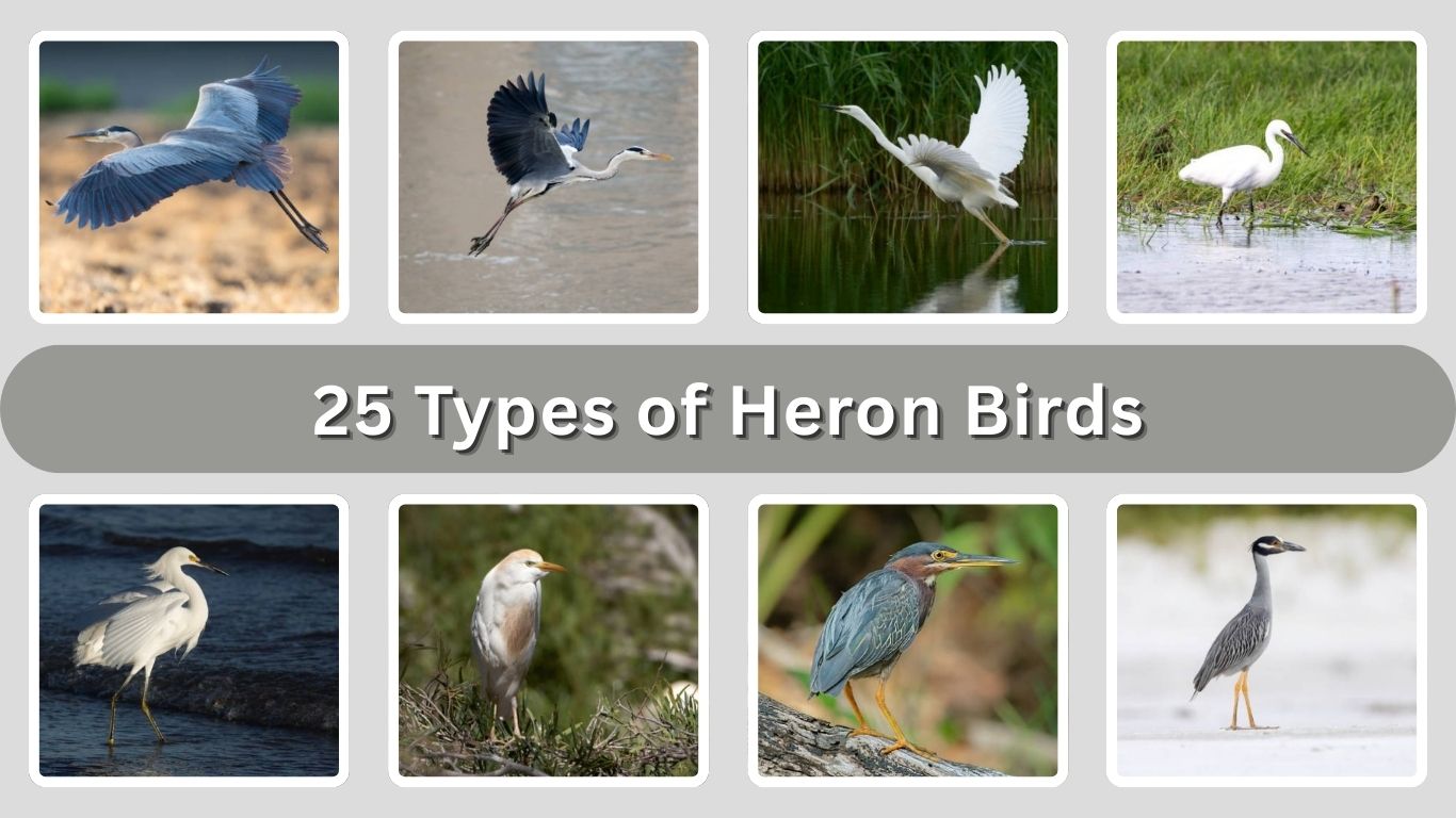 25 Types of Heron Birds : Different Species Identification with Pictures
