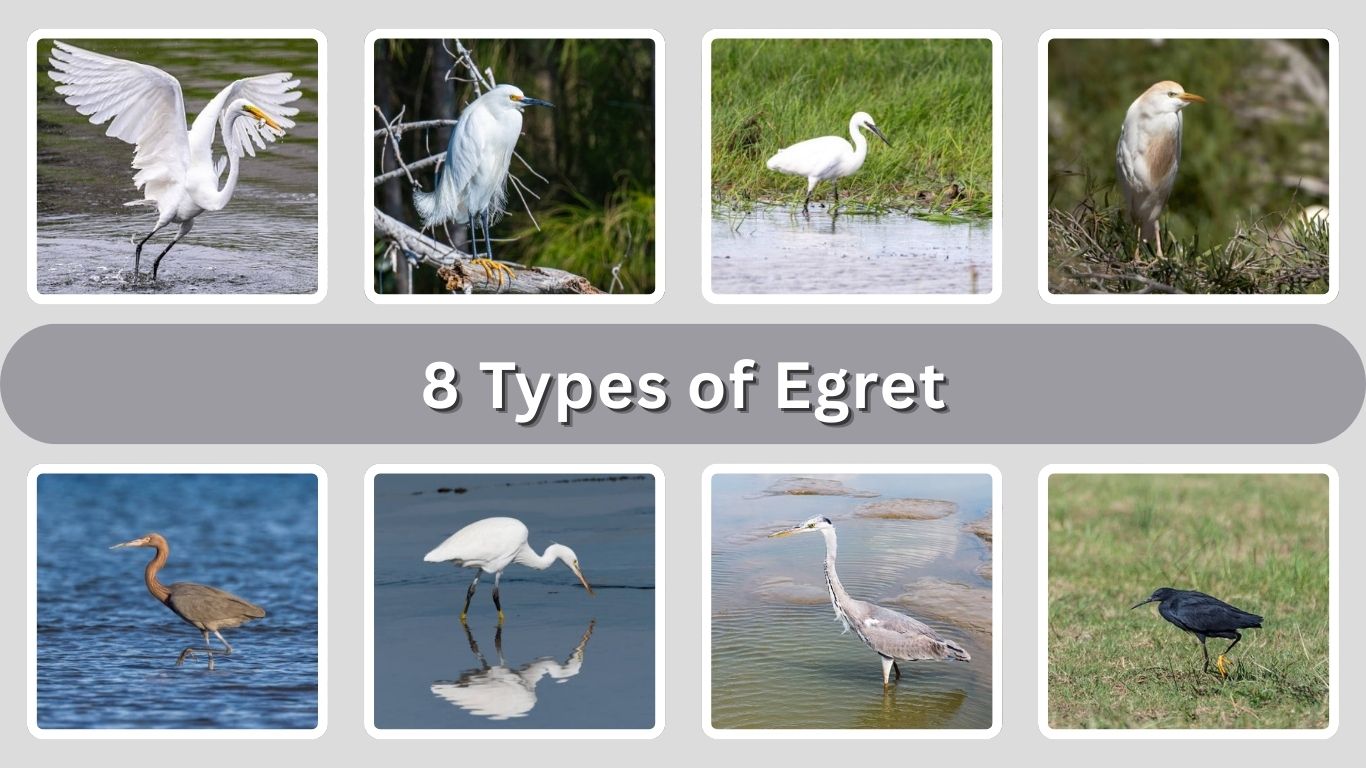 8 Types of Egret: Different Species Identification with Pictures