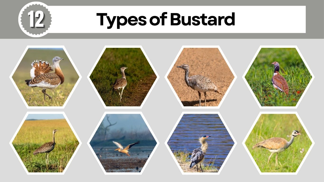12 Types of Bustard: Habitat, Behaviors, Diet, ID with Pictures