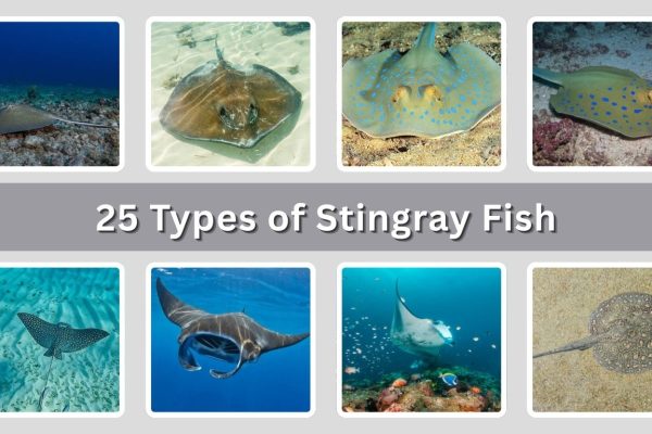 25 Types of Stingray Fish: Identification with Picture
