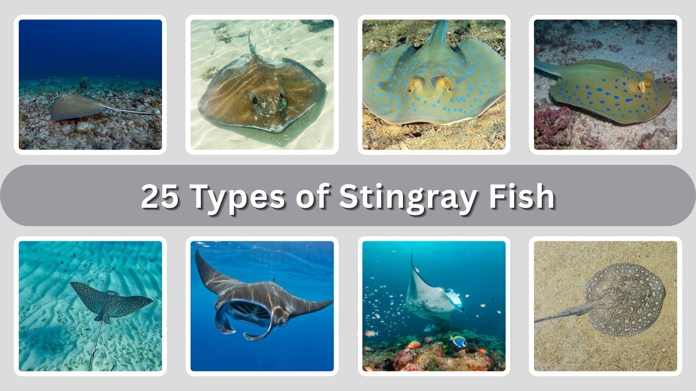 25 Types of Stingray Fish: Identification with Picture