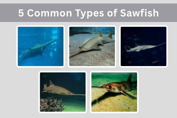 5 Common Types of Sawfish: Identification with Picture