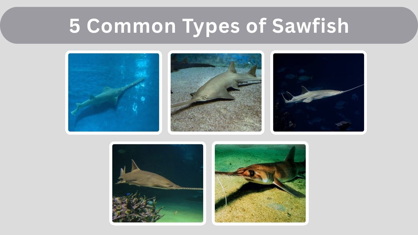5 Common Types of Sawfish: Identification with Picture