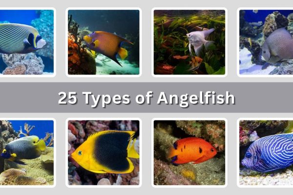 25 Types of Angelfish: Identification with Picture