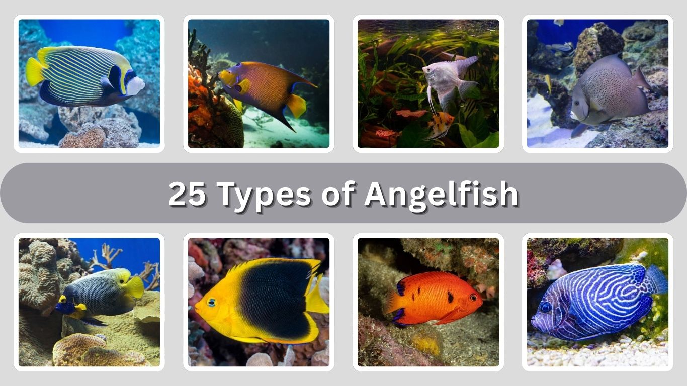 25 Types of Angelfish: Identification with Picture