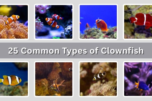 25 Common Types of Clownfish: Identification with Picture