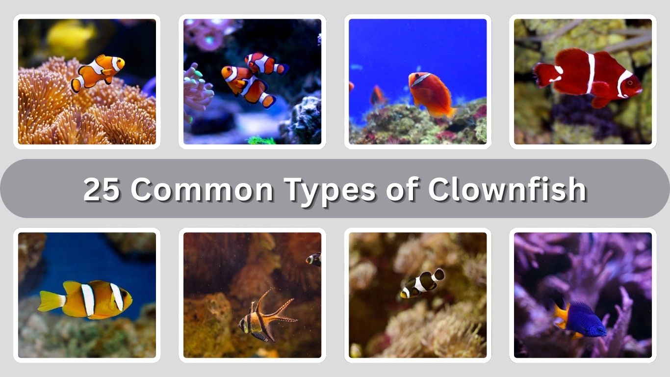 25 Common Types of Clownfish: Identification with Picture