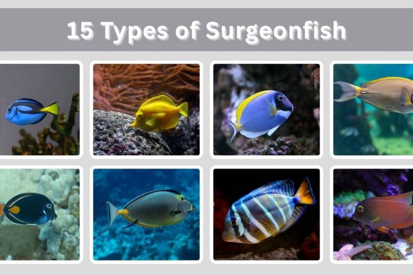 15 Types of Surgeonfish: Identification with Picture