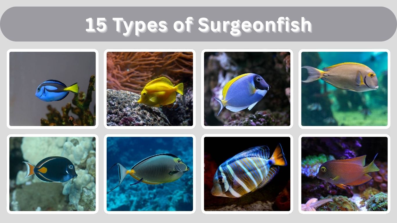 15 Types of Surgeonfish: Identification with Picture