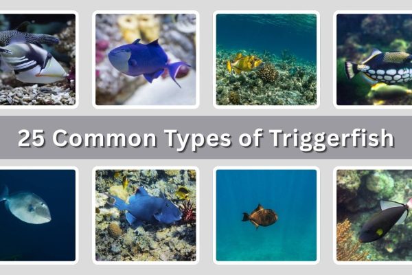 25 Common Types of Triggerfish: Identification with Picture