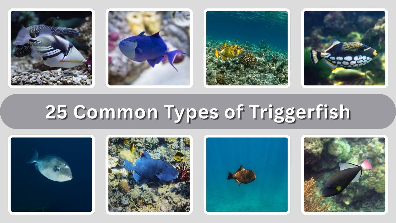 25 Common Types of Triggerfish: Identification with Picture