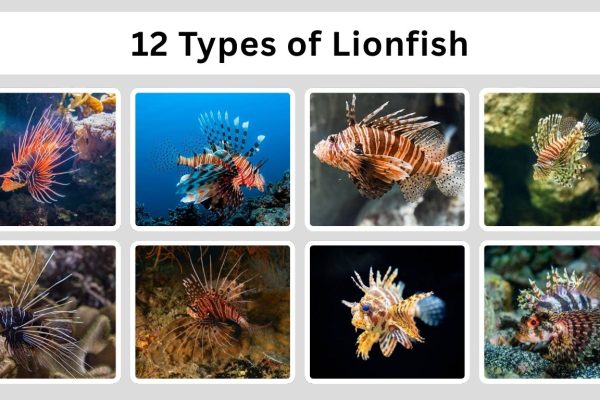 12 Types of Lionfish: Different Species Identification with Pictures