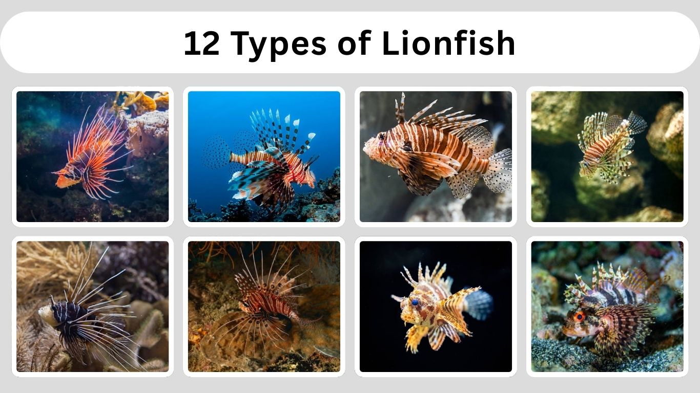 12 Types of Lionfish: Different Species Identification with Pictures