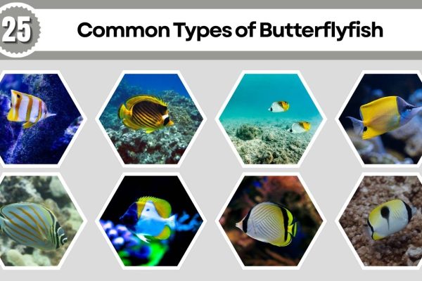 25 Common Types of Butterflyfish: Different Species Identification