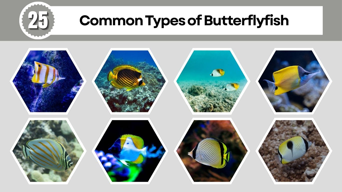25 Common Types of Butterflyfish: Different Species Identification
