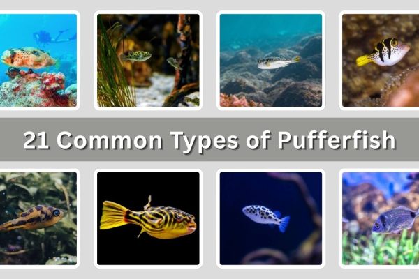 21 Common Types of Pufferfish: Different Species Identification with Pictures