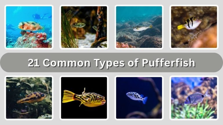 21 Common Types of Pufferfish: Different Species Identification with ...
