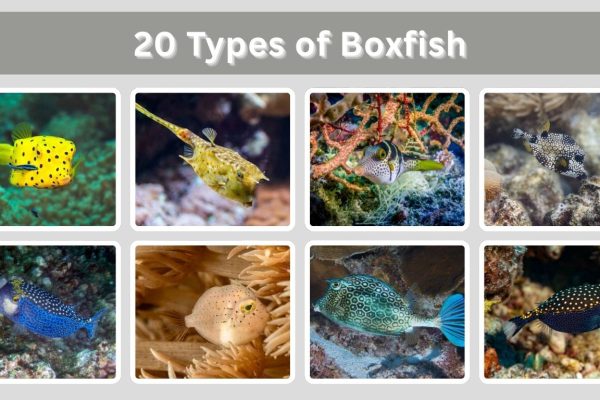 20 Types of Boxfish: Different Species Identification with Pictures