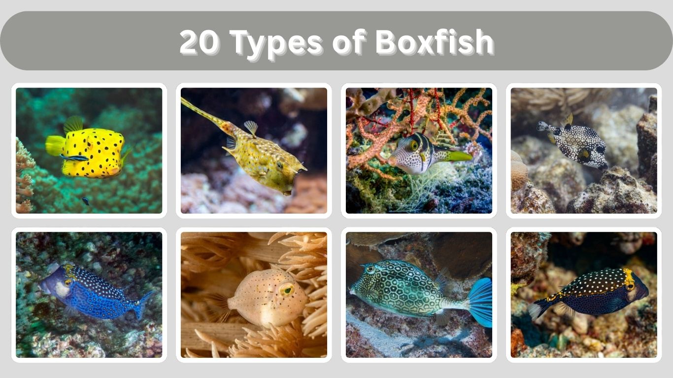 20 Types of Boxfish: Different Species Identification with Pictures