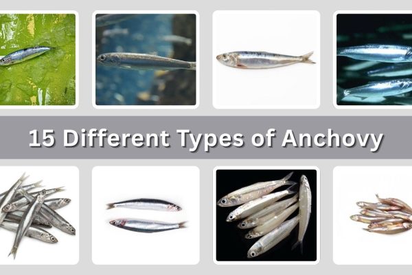 15 Different Types of Anchovy: Species Identification With Pictures
