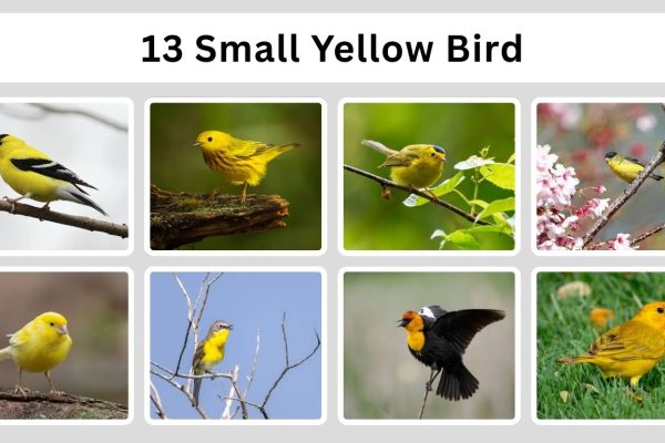 13 Small Yellow Bird: Species Identification With Pictures