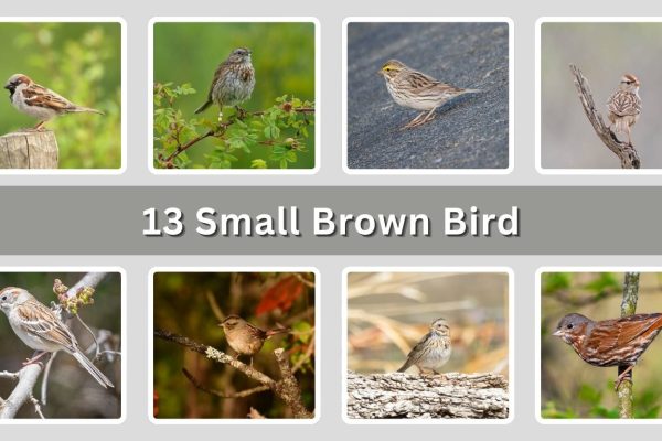 13 Small Brown Bird: Species Identification With Pictures