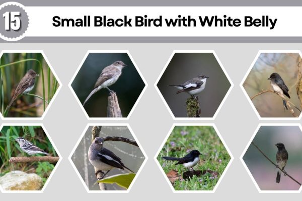 15 Small Black Bird with White Belly: Identification With Pictures