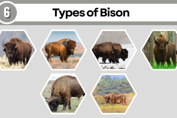 6 Types of Bison Around the World: Identification with Name 