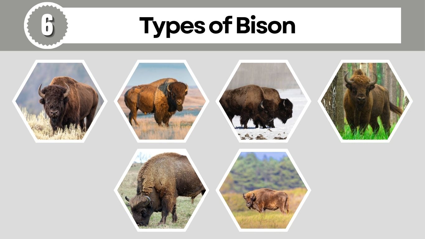 6 Types of Bison Around the World: Identification with Name 