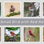 13 Small Bird with Red Head: Species Identification With Pictures