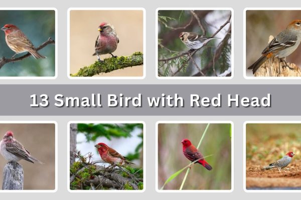 13 Small Bird with Red Head: Species Identification With Pictures