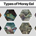 20 Types of Moray Eel: Identification with Picture