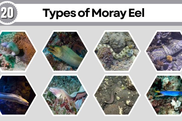 20 Types of Moray Eel: Identification with Picture