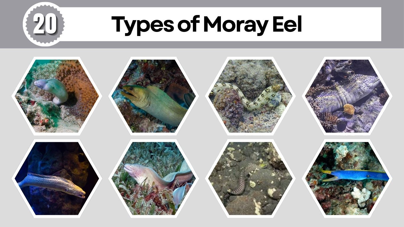 20 Types of Moray Eel: Identification with Picture