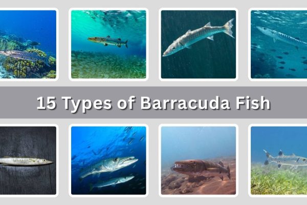 15 Types of Barracuda Fish: Identification with Picture