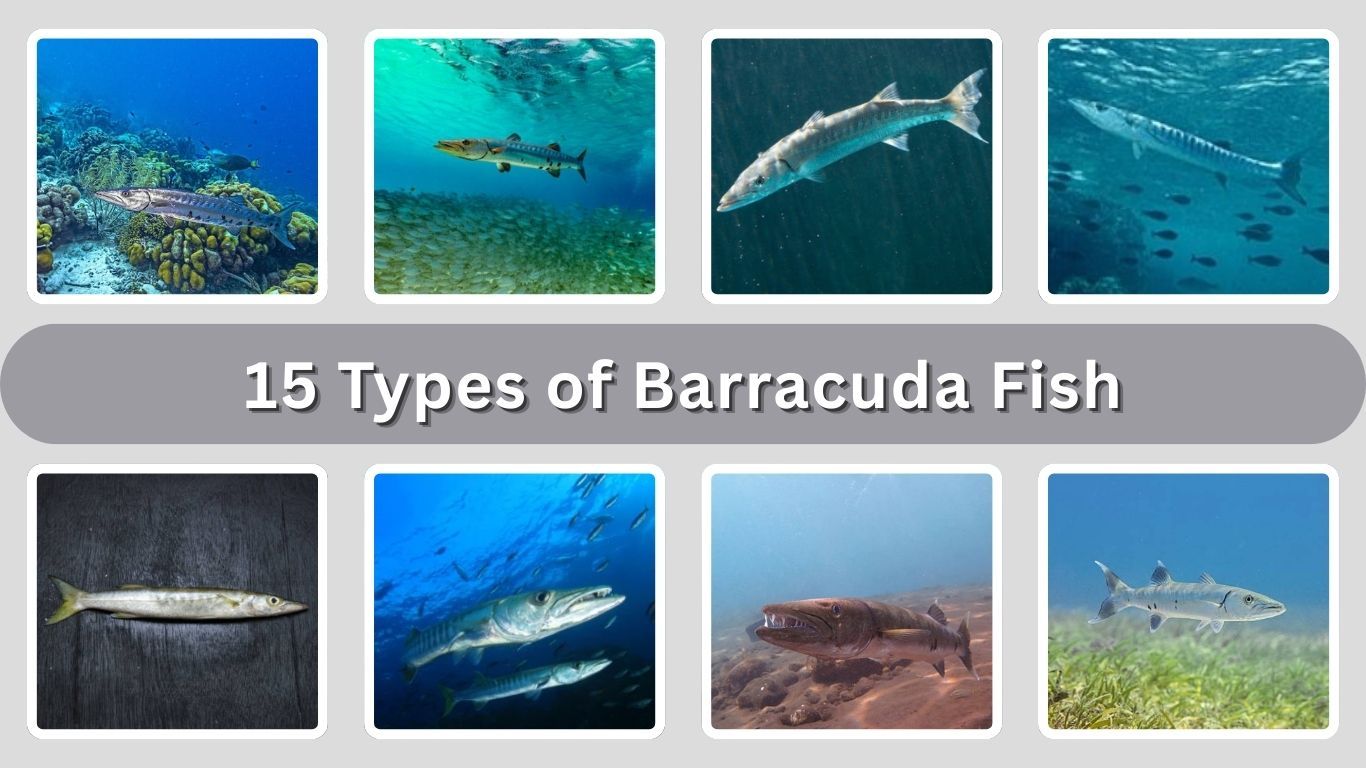 15 Types of Barracuda Fish: Identification with Picture