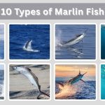 10 Types of Marlin Fish: Identification with Picture