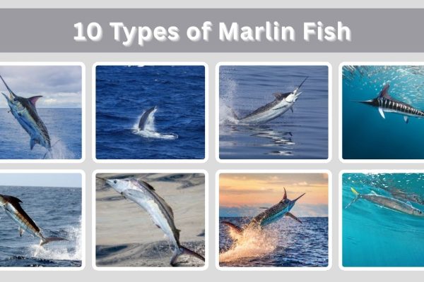 10 Types of Marlin Fish: Identification with Picture