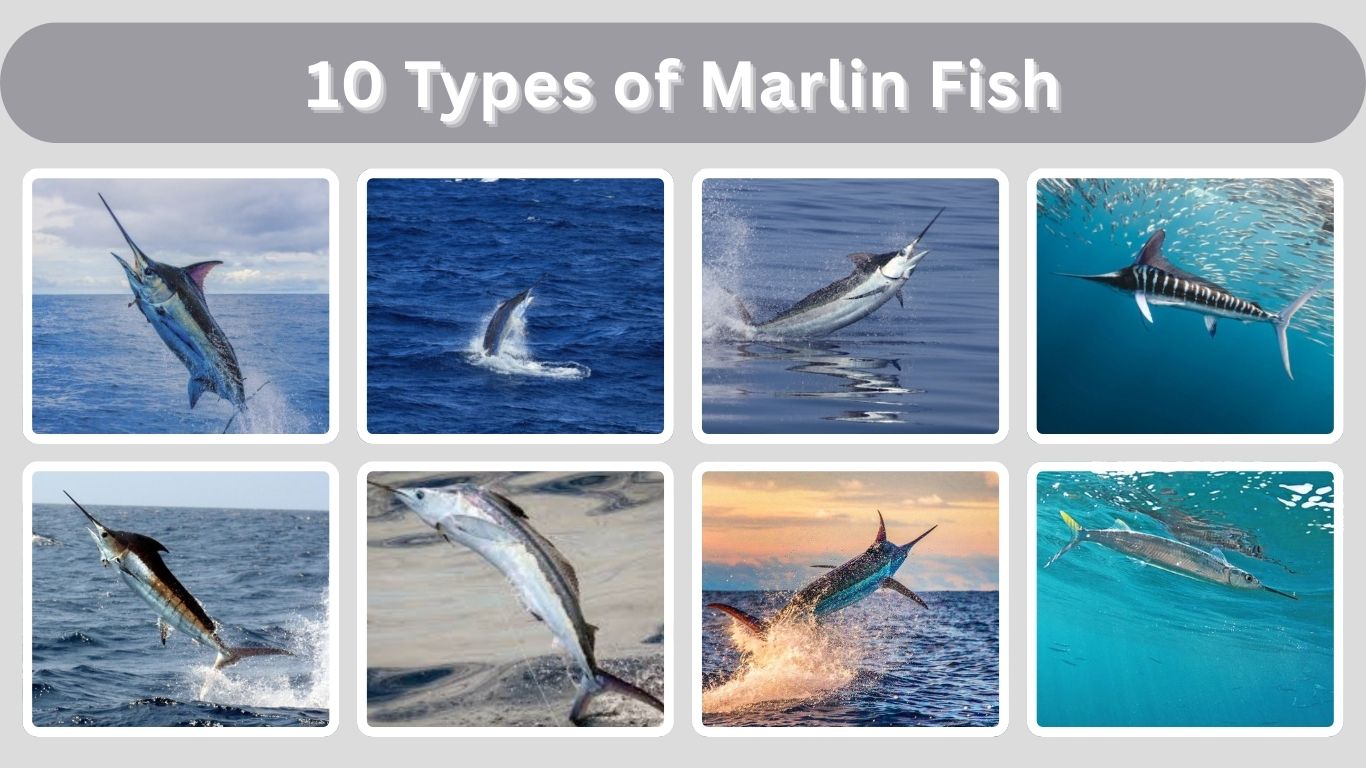 10 Types of Marlin Fish: Identification with Picture