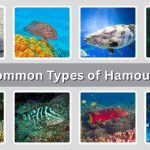 25 Common Types of Hamour fish: Identification with Picture