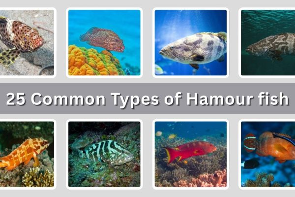 25 Common Types of Hamour fish: Identification with Picture