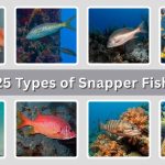 25 Types of Snapper Fish: Different Species Identification with Pictures