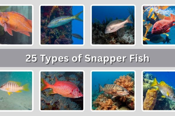 25 Types of Snapper Fish: Different Species Identification with Pictures