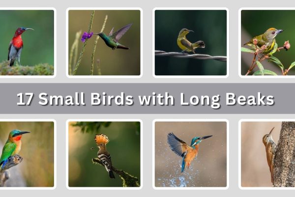 17 Small Birds with Long Beaks: Identification with Pictures 