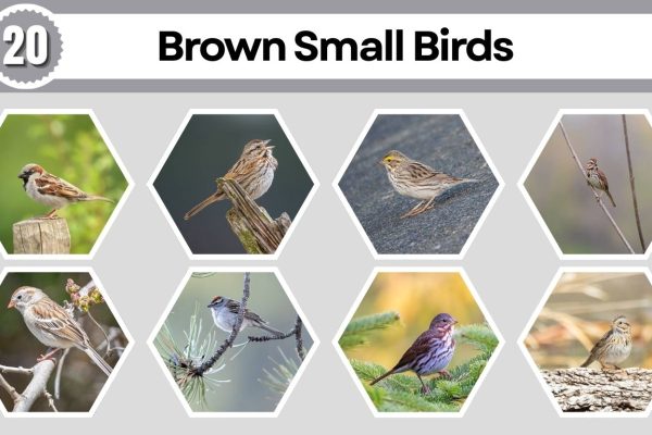 20 Brown Small Birds: Different Species ID with Pictures