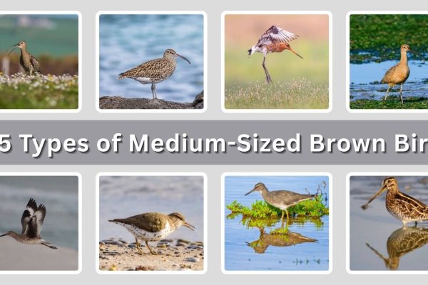 15 Types of Medium-Sized Brown Bird with Long Beak: Id with Picture